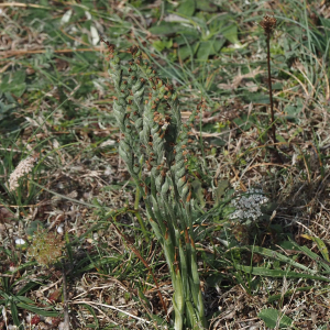 Photographie n°2578960 du taxon Spiranthes spiralis (L.) Chevall. [1827]