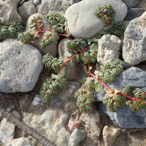 Photographie n°2579013 du taxon Euphorbia peplis L.