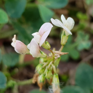 Photographie n°2579089 du taxon Trifolium L. [1753]