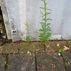 Photographie n°2579174 du taxon Erigeron canadensis L.