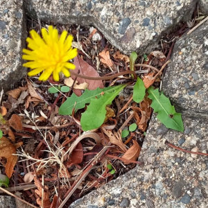 Photographie n°2579210 du taxon Taraxacum div. Sp.