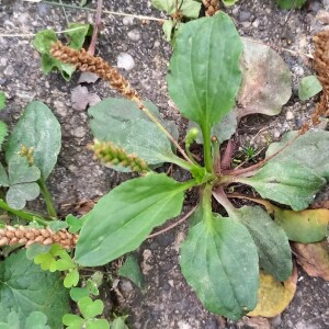 Photographie n°2579211 du taxon Plantago major L.