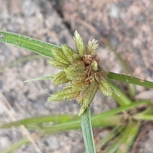  - Cyperus eragrostis Lam. [1791]