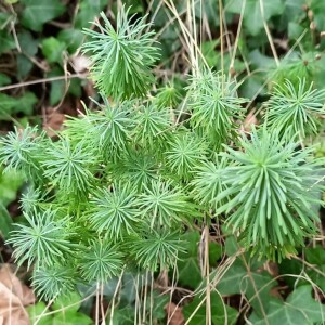  - Euphorbia cyparissias L.