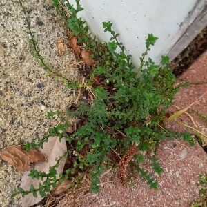  - Arenaria serpyllifolia L.