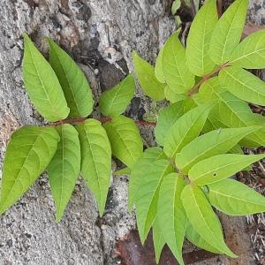  - Ailanthus altissima (Mill.) Swingle