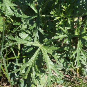 Photographie n°2579283 du taxon Malva moschata L.