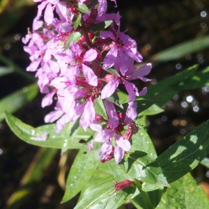 Photographie n°2579284 du taxon Lythrum salicaria L.