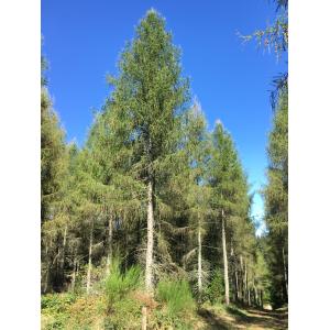 Larix decidua subsp. polonica (Racib.) A.E.Murray