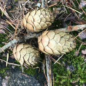 Photographie n°2579295 du taxon Larix decidua subsp. polonica (Racib.) A.E.Murray [1982]