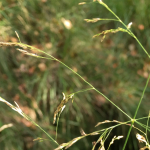 Photographie n°2579325 du taxon Deschampsia cespitosa (L.) P.Beauv. [1812]
