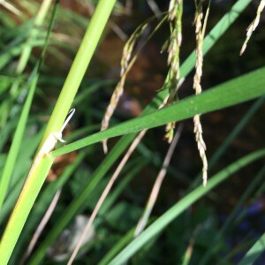  - Deschampsia cespitosa (L.) P.Beauv. [1812]