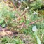 Echinochloa crus-galli (L.) P.Beauv. [1812] [nn23376] par Michel Gaubert le 15/09/2023 - Arcon