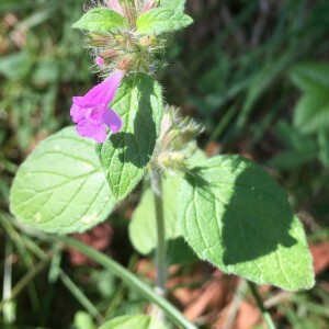 Photographie n°2579336 du taxon Clinopodium vulgare subsp. vulgare