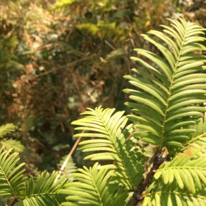  - Metasequoia glyptostroboides Hu & W.C.Cheng [1948]