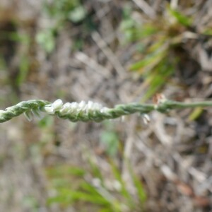 Photographie n°2579351 du taxon Spiranthes spiralis (L.) Chevall. [1827]