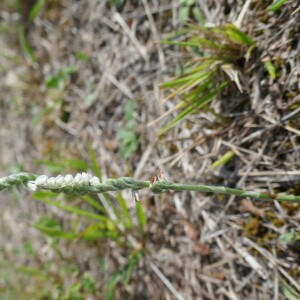 Photographie n°2579352 du taxon Spiranthes spiralis (L.) Chevall. [1827]