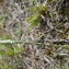 Spiranthes spiralis (L.) Chevall. [1827] [nn65818] par sugar33 le 20/09/2023 - Grézillac