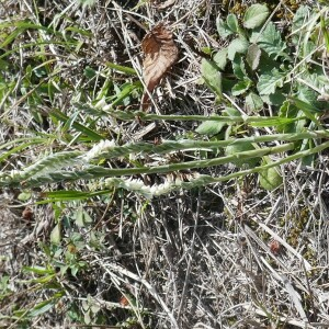 Photographie n°2579353 du taxon Spiranthes spiralis (L.) Chevall. [1827]