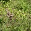 Pentanema squarrosum (L.) D.Gut.Larr., Santos-Vicente, Anderb., E.Rico & M.M.Mart.Ort. [2019] [nn168516] par sugar33 le 20/09/2023 - Daignac