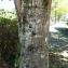 Tilia platyphyllos Scop. [1771] [nn68332] par Alain Bigou le 22/09/2022 - Varen