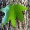 Liquidambar styraciflua L. [1753] [nn39501] par Alain Bigou le 22/09/2022 - Varen