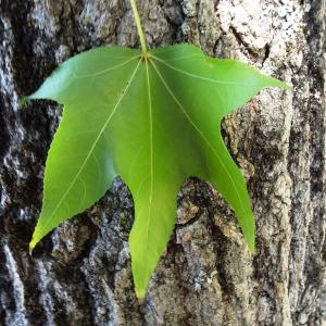  - Liquidambar styraciflua L.