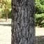 Liquidambar styraciflua L. [1753] [nn39501] par Alain Bigou le 22/09/2022 - Varen