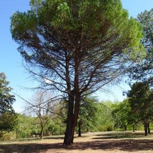  - Pinus pinea L. [1753]