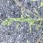 Poaceae [nn100898] par AlizeeHelfer le 03/05/2023 - Villeurbanne