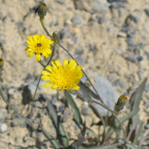 Photographie n°2579378 du taxon Tolpis staticifolia (All.) Sch.Bip. [1861]