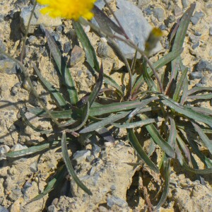 Photographie n°2579379 du taxon Tolpis staticifolia (All.) Sch.Bip. [1861]