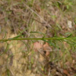 Photographie n°2579384 du taxon Galatella linosyris var. linosyris