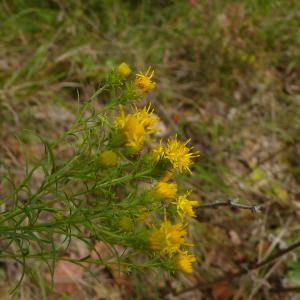 Photographie n°2579386 du taxon Galatella linosyris var. linosyris