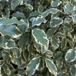  - Pittosporum tenuifolium Gaertn. [1788]