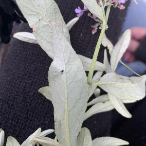 Photographie n°2579404 du taxon Buddleja davidii Franch.