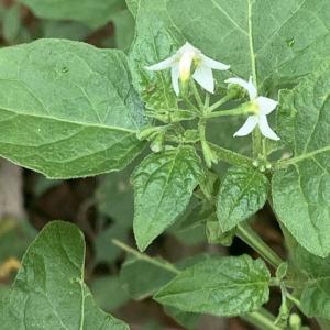 Photographie n°2579428 du taxon Solanum nigrum L.