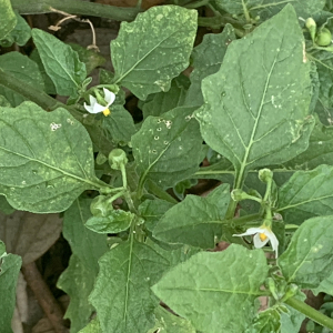 Photographie n°2579434 du taxon Solanum nigrum L.