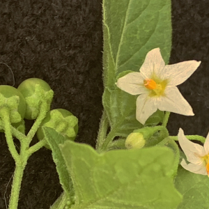 Photographie n°2579435 du taxon Solanum nigrum L.