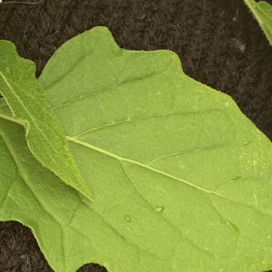 Photographie n°2579438 du taxon Solanum nigrum L.