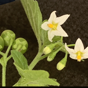 Photographie n°2579439 du taxon Solanum nigrum L.
