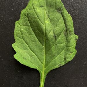 Photographie n°2579443 du taxon Solanum nigrum L.