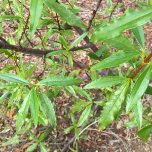 Photographie n°2579470 du taxon Cistus ladanifer L. [1753]