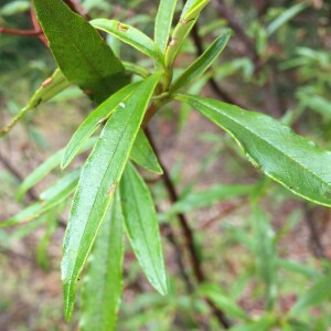 Photographie n°2579472 du taxon Cistus ladanifer L. [1753]