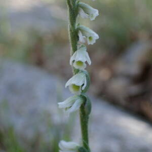 Photographie n°2580076 du taxon Spiranthes spiralis (L.) Chevall.