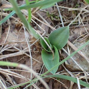 Photographie n°2580078 du taxon Spiranthes spiralis (L.) Chevall.