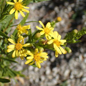 Photographie n°2580106 du taxon Dittrichia viscosa (L.) Greuter