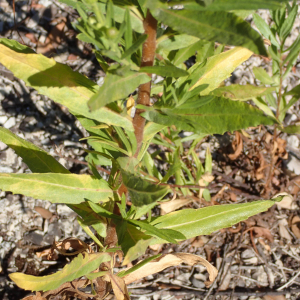 Photographie n°2580107 du taxon Dittrichia viscosa (L.) Greuter