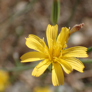 Photographie n°2580117 du taxon Chondrilla juncea L.