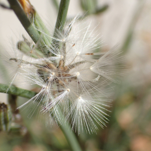 Photographie n°2580118 du taxon Chondrilla juncea L.